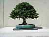 bonsai24.jpg